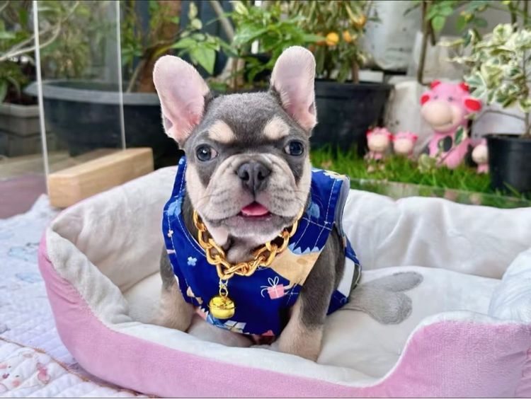 เฟรนบลูด็อก ไลแลคบลูแทน ชาย รูปที่ 4