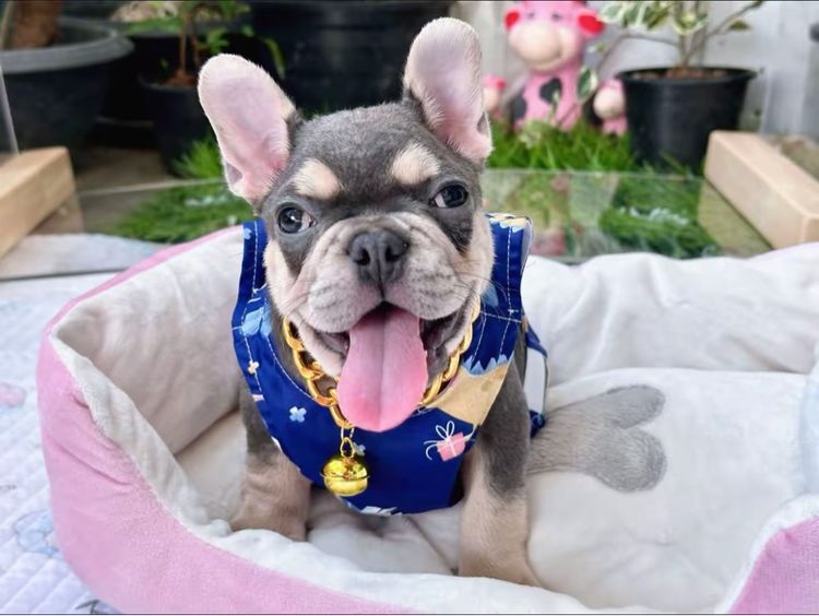 เฟรนบลูด็อก ไลแลคบลูแทน ชาย รูปที่ 13