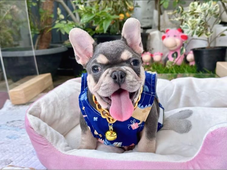 เฟรนบลูด็อก ไลแลคบลูแทน ชาย รูปที่ 8