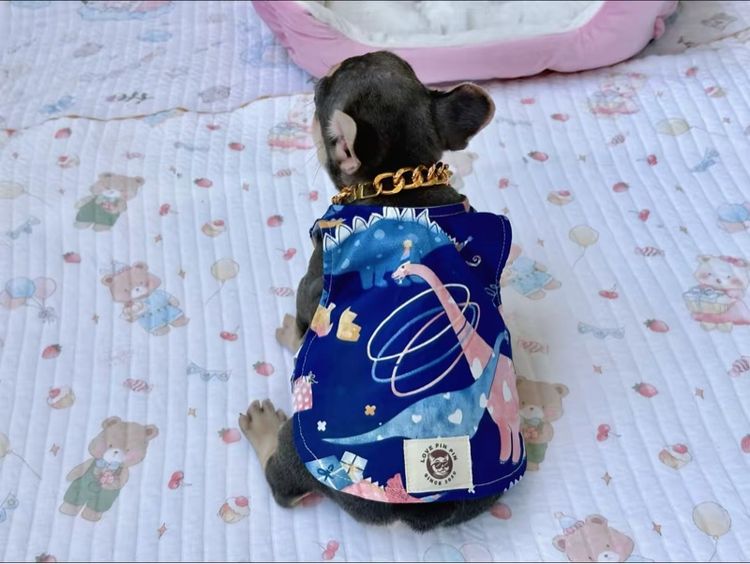 เฟรนบลูด็อก ไลแลคบลูแทน ชาย รูปที่ 15