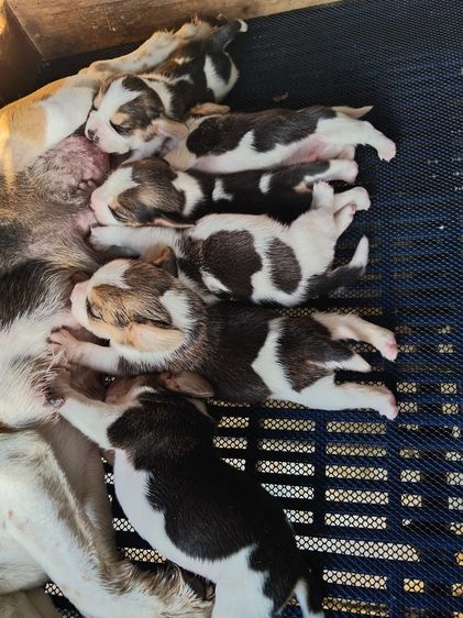 ลูกสุนัขบีเกิ้ลแท้ รูปที่ 4