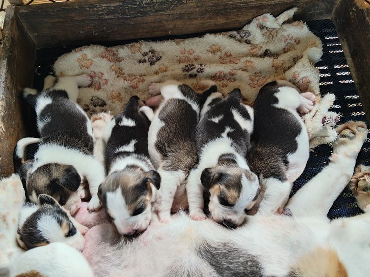 ลูกสุนัขบีเกิ้ลแท้ รูปที่ 2