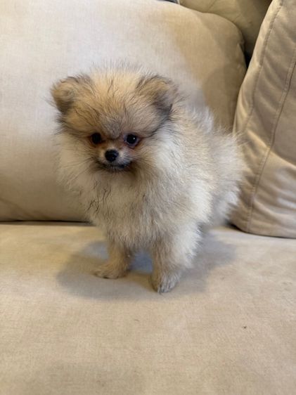 ปอมเมอเรเนียน (Pomeranian) เล็ก น้องปอม หมี่เกี๊ยว พร้อมย้ายบ้าน