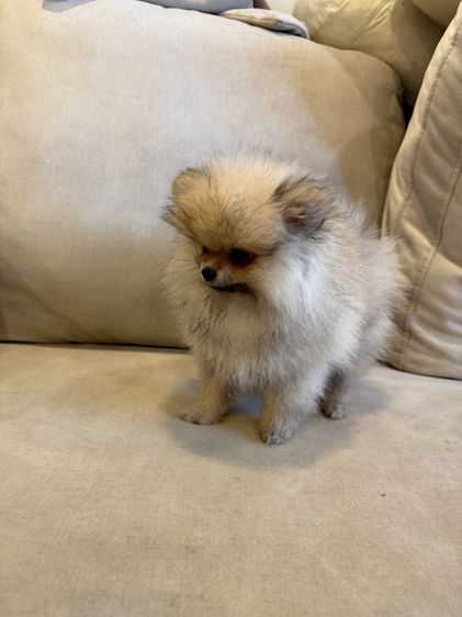 น้องปอม หมี่เกี๊ยว พร้อมย้ายบ้าน รูปที่ 3