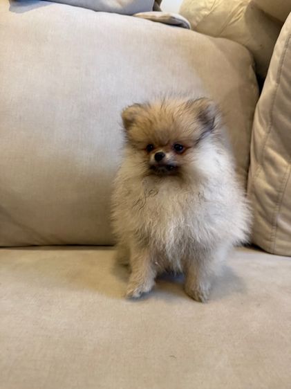 น้องปอม หมี่เกี๊ยว พร้อมย้ายบ้าน รูปที่ 2