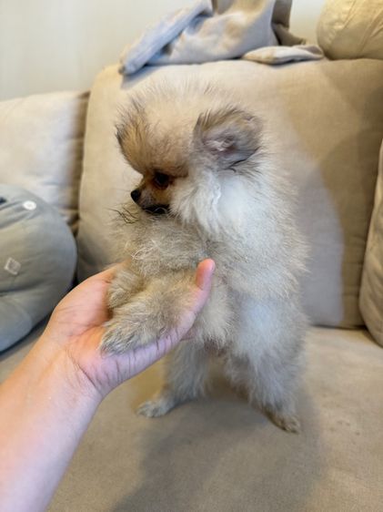 น้องปอม หมี่เกี๊ยว พร้อมย้ายบ้าน รูปที่ 6