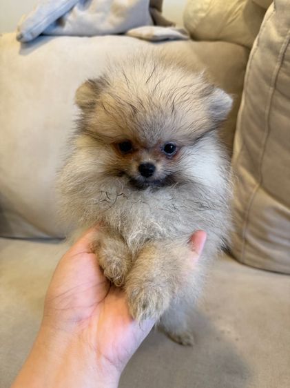 น้องปอม หมี่เกี๊ยว พร้อมย้ายบ้าน รูปที่ 8