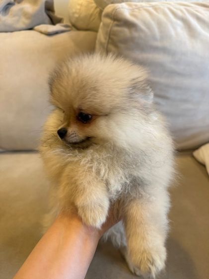 น้องบัพโฟ ปอมจิ๋ว  รูปที่ 8