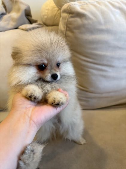 น้องบัพโฟ ปอมจิ๋ว  รูปที่ 4