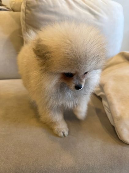 น้องบัพโฟ ปอมจิ๋ว  รูปที่ 6