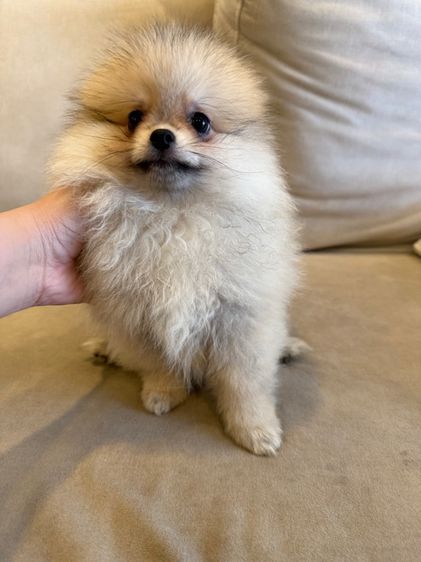 น้องบัพโฟ ปอมจิ๋ว  รูปที่ 3