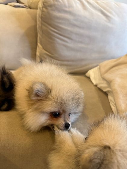 น้องบัพโฟ ปอมจิ๋ว  รูปที่ 7
