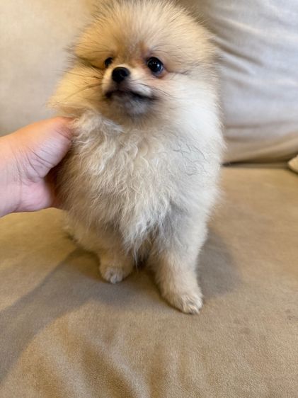 น้องบัพโฟ ปอมจิ๋ว  รูปที่ 2