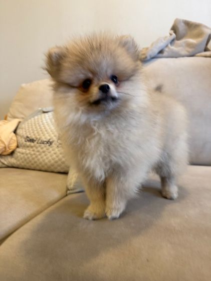น้องบัพโฟ ปอมจิ๋ว  รูปที่ 9