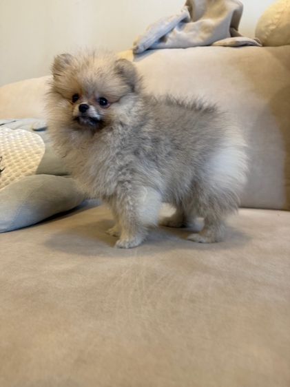 น้อมปอม สีเทาครีม รูปที่ 2