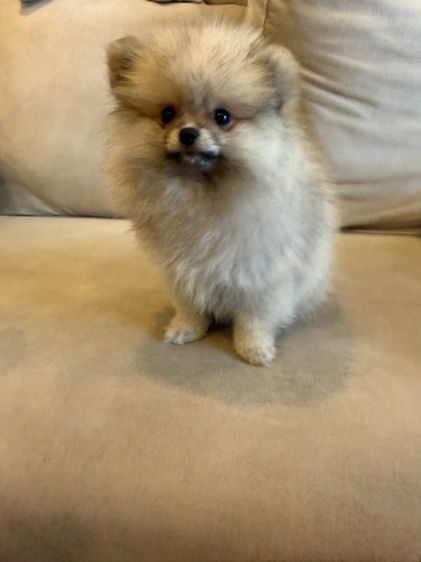 น้อมปอม สีเทาครีม รูปที่ 7