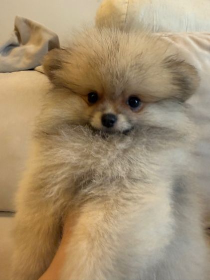 ปอมเมอเรเนียน (Pomeranian) เล็ก น้อมปอม สีเทาครีม