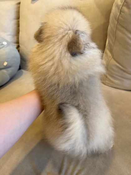 น้องปอม ตัวผู้ รูปที่ 8