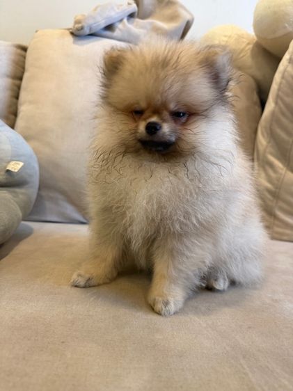 น้องปอม ตัวผู้ รูปที่ 14