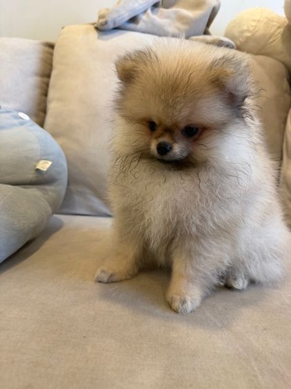 น้องปอม ตัวผู้ รูปที่ 12