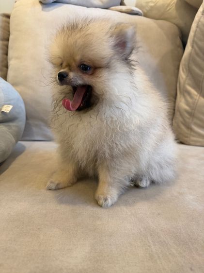 น้องปอม ตัวผู้ รูปที่ 11