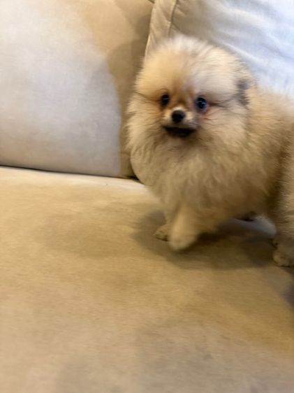 น้องปอม ตัวผู้ รูปที่ 4