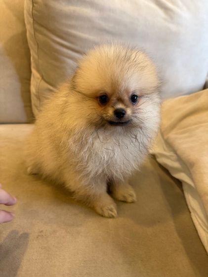 น้องปอม ตัวผู้ รูปที่ 2