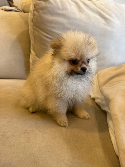 น้องปอม ตัวผู้ รูปที่ 3