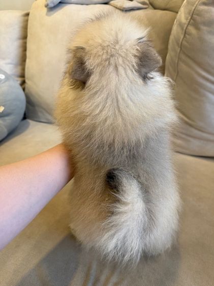 น้องปอม ตัวผู้ รูปที่ 9