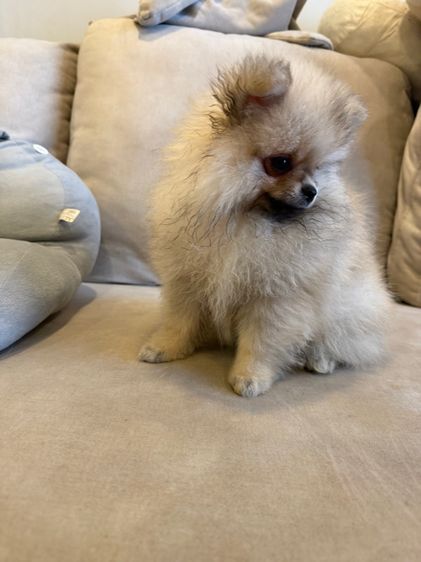 น้องปอม ตัวผู้ รูปที่ 13