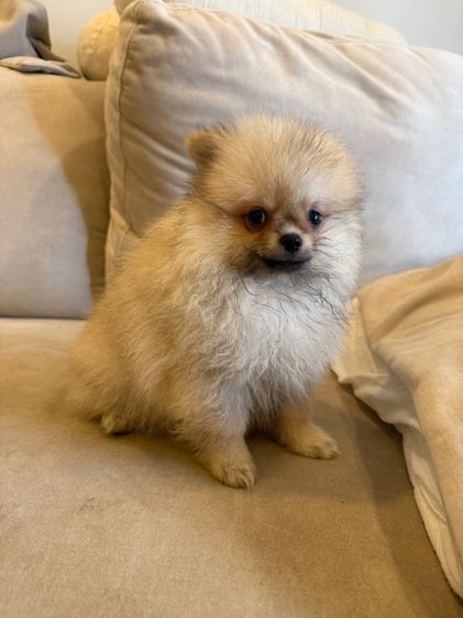 น้องปอม ตัวผู้ รูปที่ 5