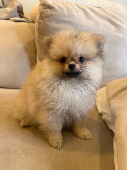 น้องปอม ตัวผู้