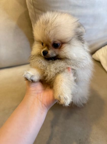 น้องปอม ตัวผู้ รูปที่ 7