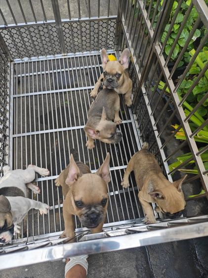 เฟรน​ บลุด๊อก2เดือน10วัน​ รูปที่ 3