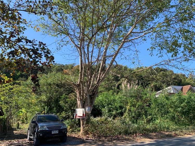 ไม่ใช่ ขายที่ดินเชียงดาว ติดถนนทางหลวง 1178 อากาศดี  รูปที่ 2