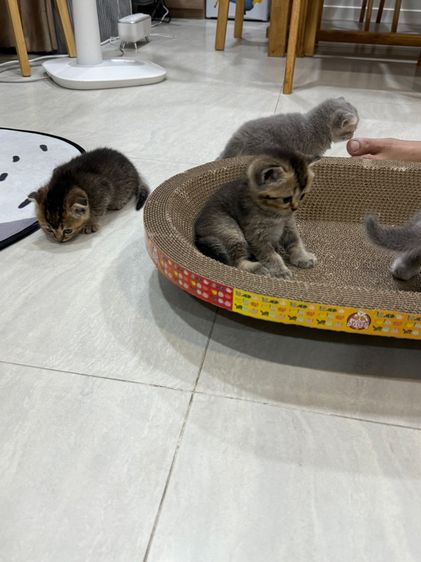 น้องแมว รูปที่ 3