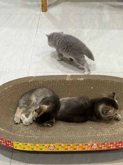 น้องแมว รูปที่ 2