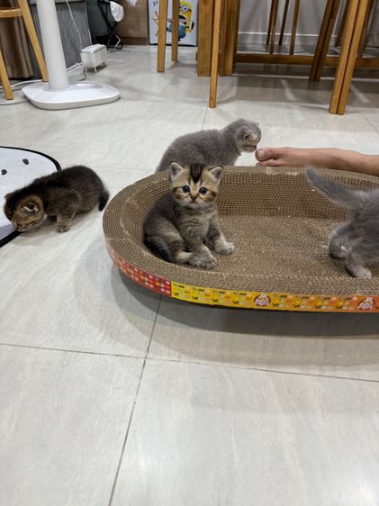 น้องแมว รูปที่ 4