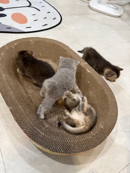 น้องแมว รูปที่ 11