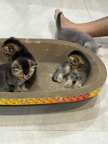 น้องแมว รูปที่ 10