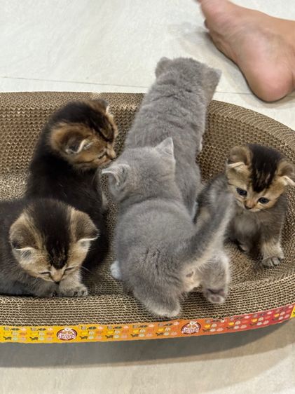 น้องแมว รูปที่ 9