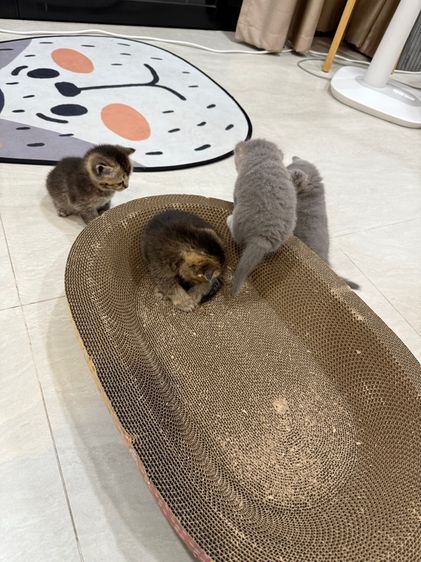 น้องแมว รูปที่ 14