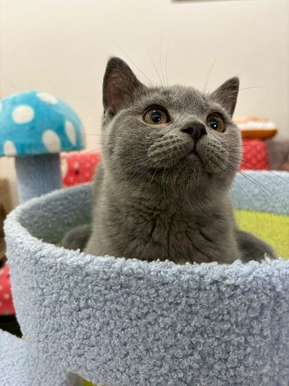 British Shorthair พร้อมใบ WCF ดช รูปที่ 6