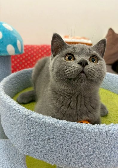 British Shorthair พร้อมใบ WCF ดช รูปที่ 9