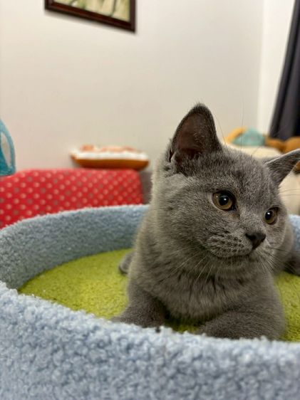 British Shorthair พร้อมใบ WCF ดช รูปที่ 10