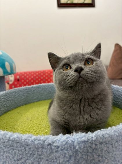 British Shorthair พร้อมใบ WCF ดช รูปที่ 5