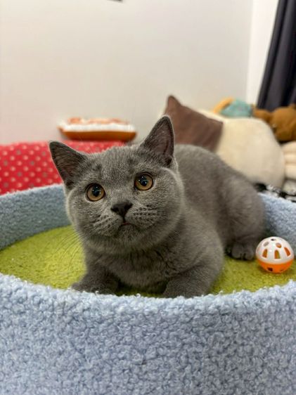 บริติช ชอร์ตแฮร์ (British Shorthair) British Shorthair พร้อมใบ WCF ดช