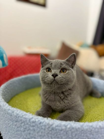 British Shorthair พร้อมใบ WCF ดช รูปที่ 4