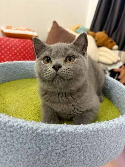 British Shorthair พร้อมใบ WCF ดช รูปที่ 2