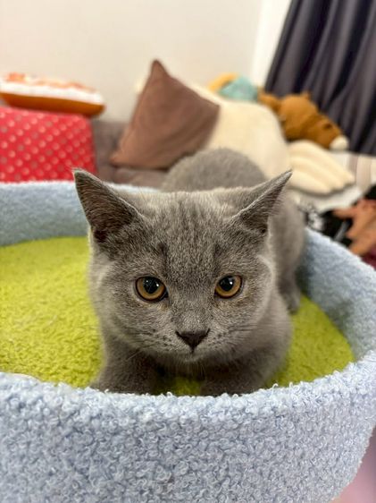 British Shorthair พร้อมใบ WCF ดช รูปที่ 3